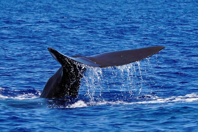 Magic Dolphin Sea Safaris - Booking and Cancellation