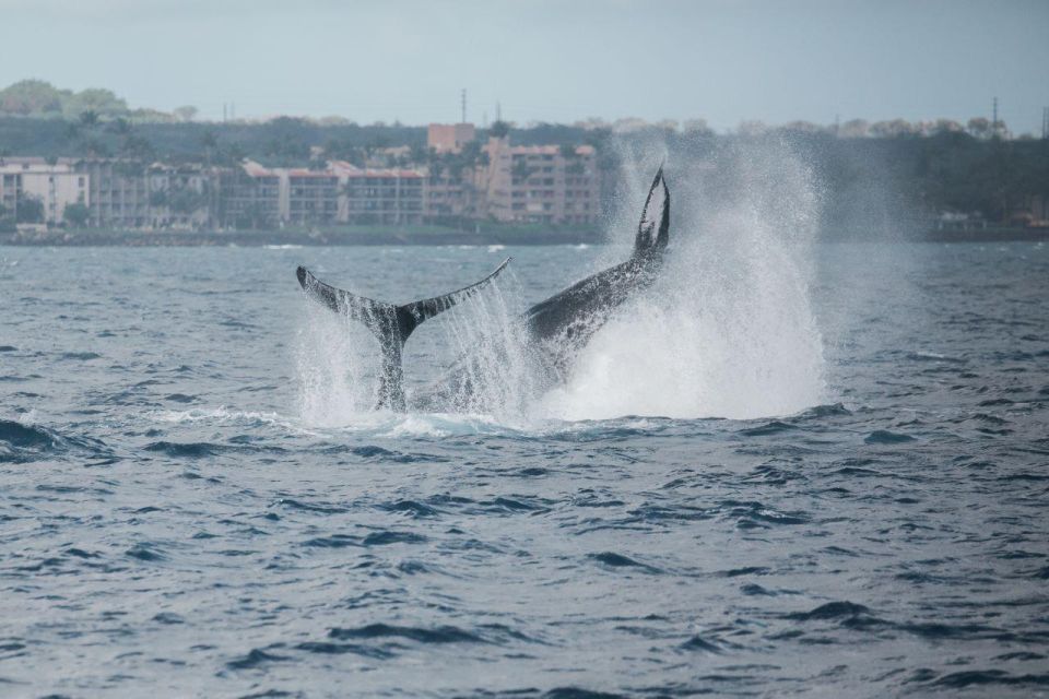 Maui: Alii Nui Whale Watch & Catamaran Sail - Marine Naturalist Expertise