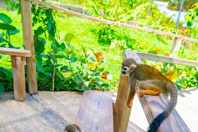 Monkeyland Puerto Plata - Booking and Availability