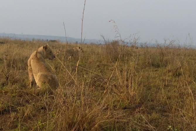 Nairobi National Park, Giraffe Center & Karen Blixen Museum - Important Information for Travelers