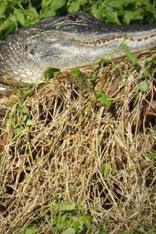 Old Florida Backwater Kayak Adventure Near St. Augustine - Frequently Asked Questions