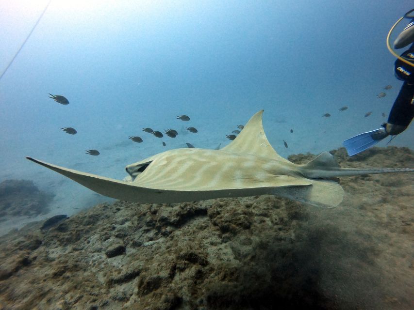 PADI OpenWaterDiving Course in Costa Adeje, Puerto Colon - Recap