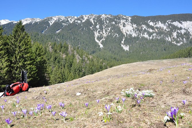 Piatra Craiului National Park Private Hiking Tour From Brasov - Meeting and Pickup