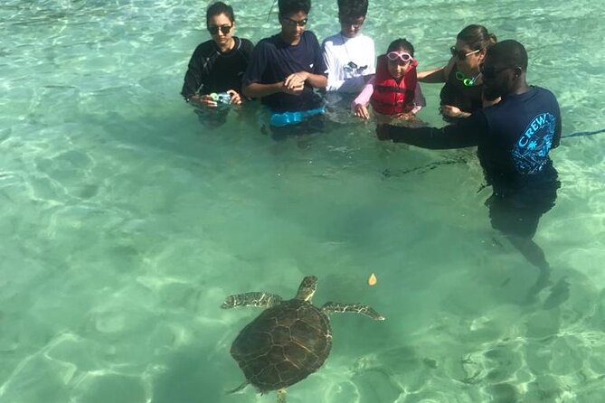 Pink Sand Beach and Swimming Pigs Adventure From Nassau - Memorable Snorkeling Adventure