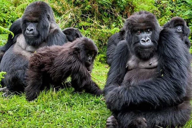 Private 3 Day Gorilla Trekking Safari in Uganda - Physical Fitness and Private Tour