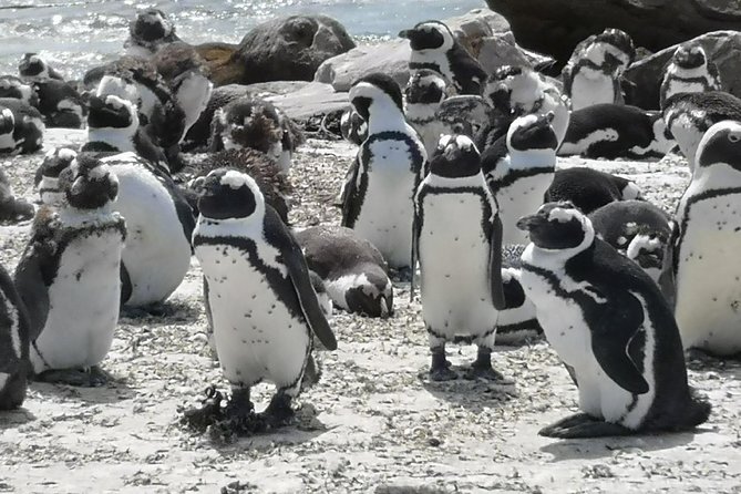 Private Cape of Good Hope Cape Point Penguin Kirstenbosch Tour. - Kirstenbosch Botanical Gardens