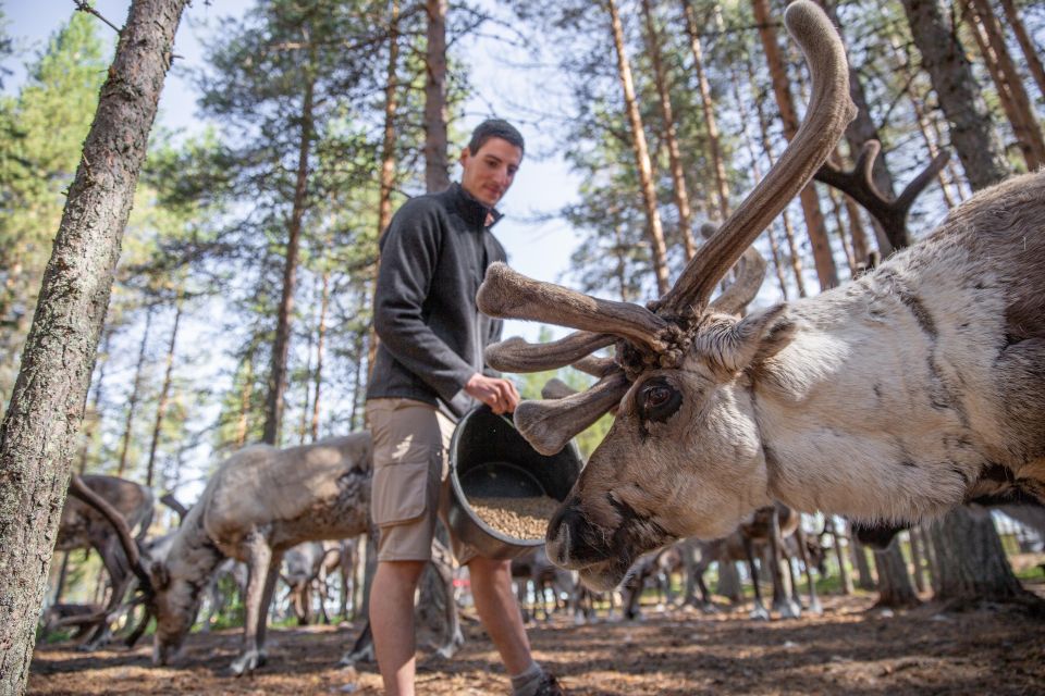 Rovaniemi: Authentic Reindeer Farm & Canoeing - Cancellation Policy