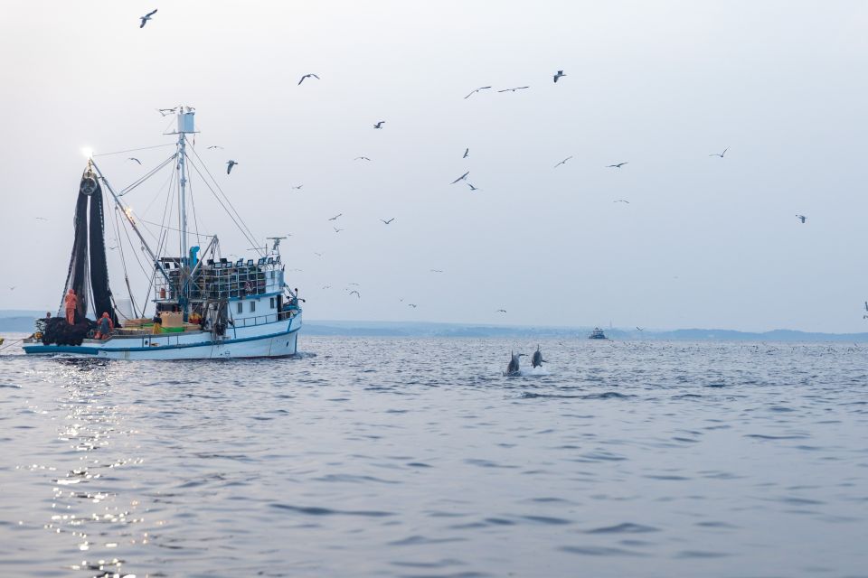 Rovinj: Sunrise Dolphin-Watching Speedboat Tour - Customer Reviews