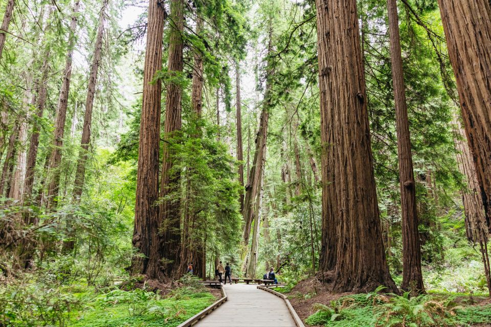 San Francisco: Muir Woods & Sausalito Tour With Ferry Option - Customer Feedback