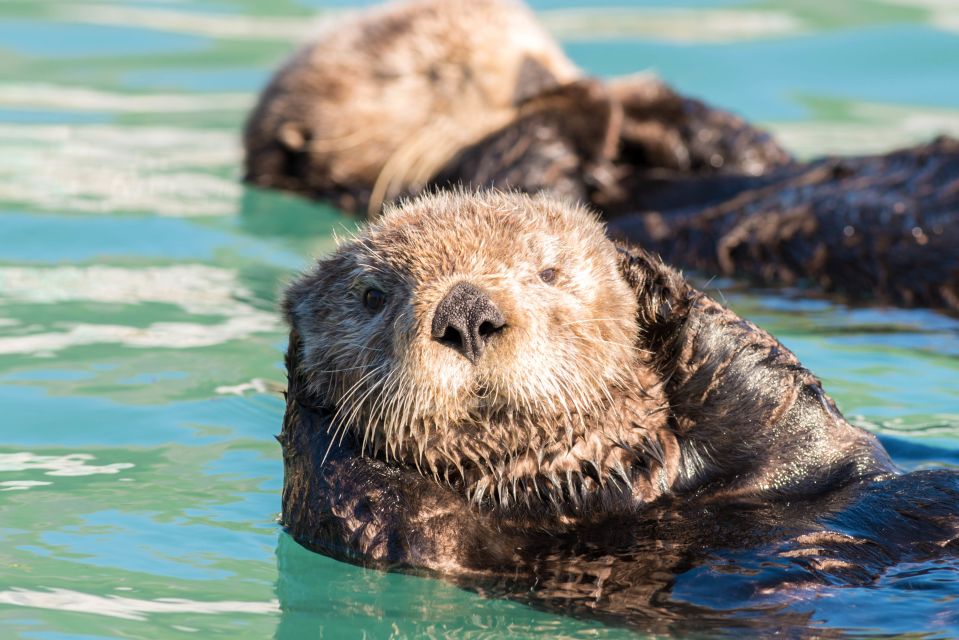 Seward: Kenai Fjords National Park 6-Hour Cruise - Frequently Asked Questions