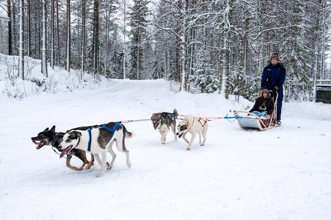 Small-Group Husky Mushing Experience in Rovaniemi - Preparing for the Journey