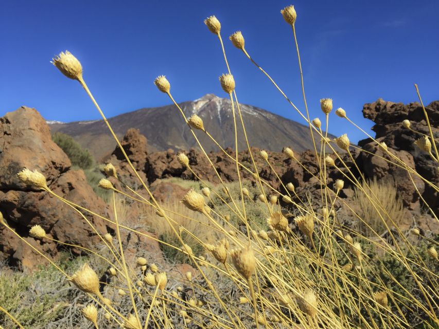 Tenerife: Teide National Park & Teno Rural Park Private Tour - Drop-off at Designated Locations