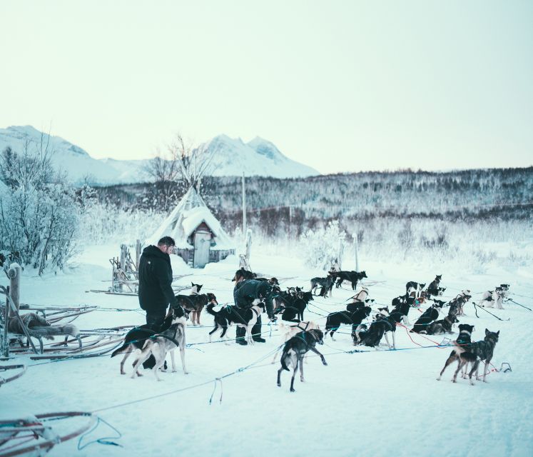 Tromsø: Self-Drive Husky Dog Sledding Adventure - What to Bring