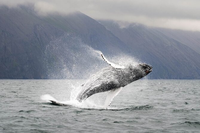 Whales and Puffins Tour From Husavik - Tour Duration and Schedule