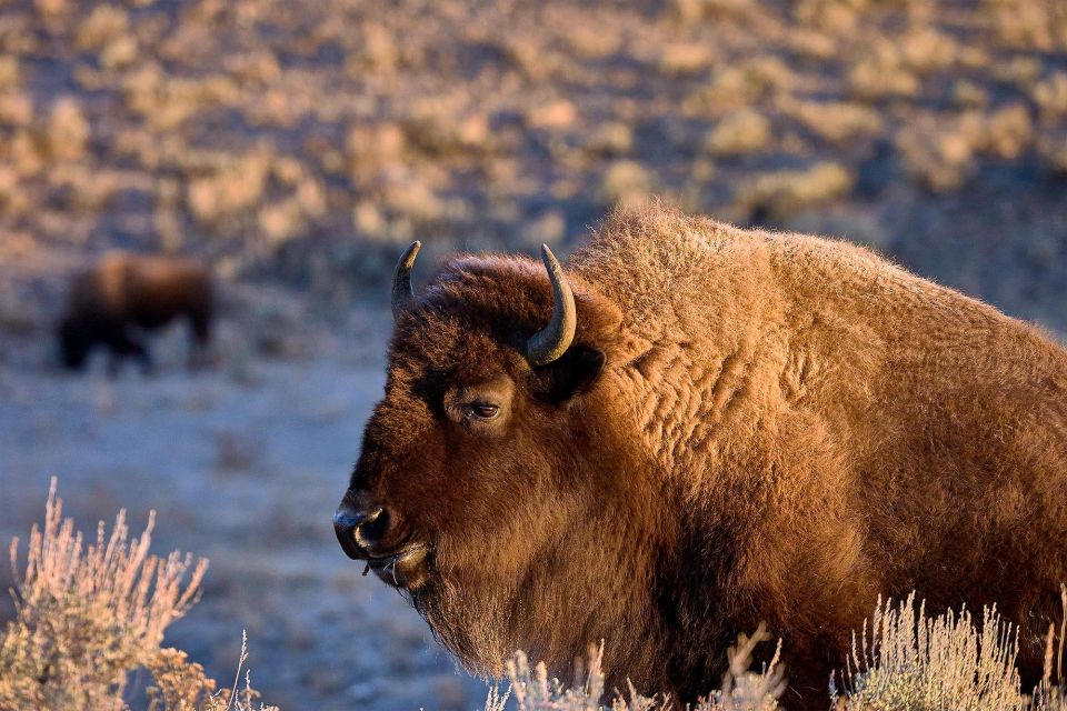 Yellowstone: Bespoke Photo Tour - Winter - About the Guide