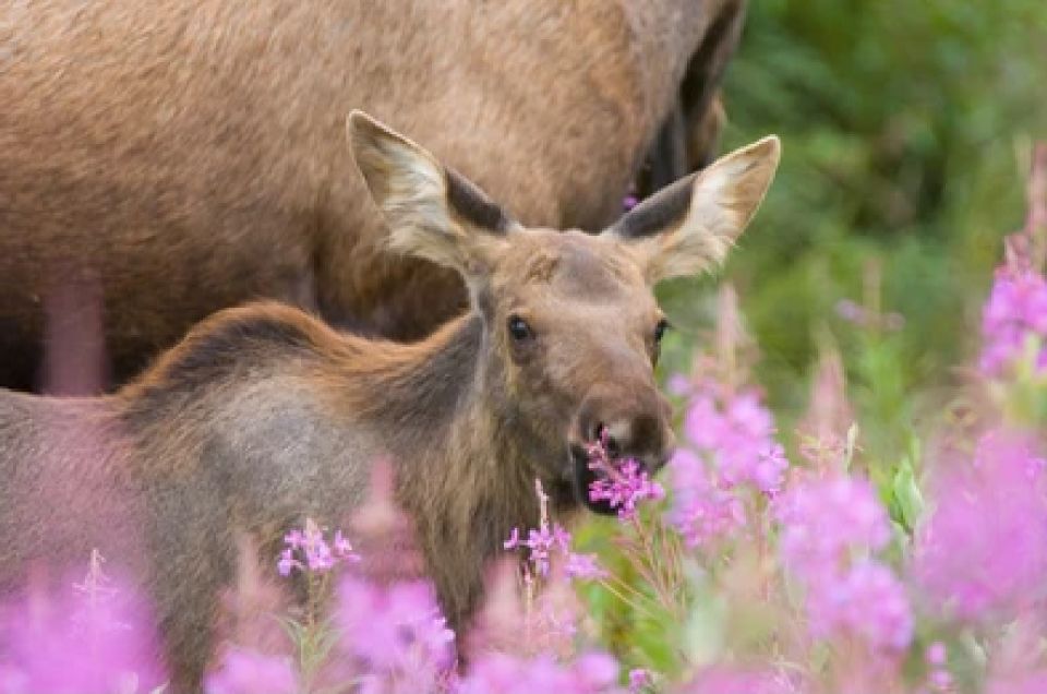 Yellowstone: Old Faithful, Waterfalls, and Wildlife Day Tour - Suitability and Additional Details