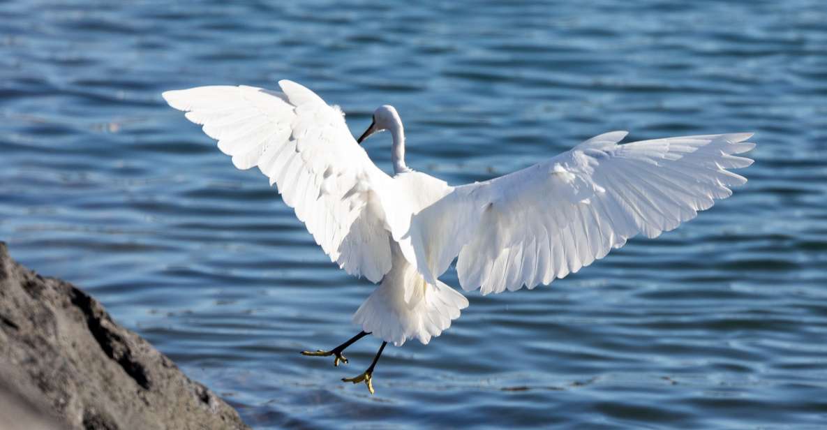 Azores Marine Birdwatching Expedition - Frequently Asked Questions