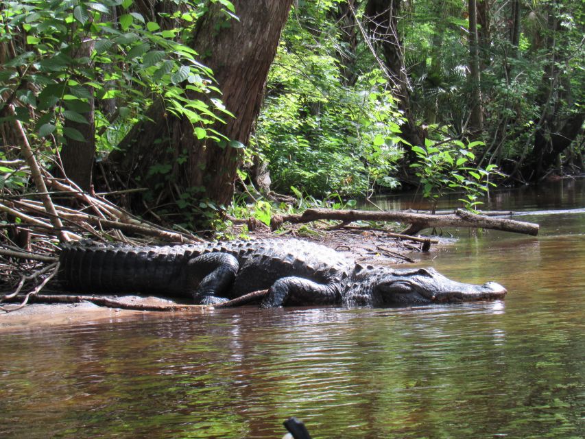 Blackwater Creek: Exclusive Nature Escape Kayak Adventure - Frequently Asked Questions