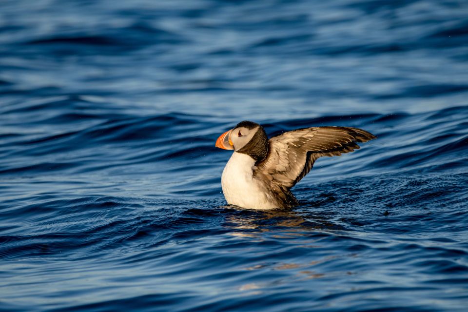 Bleik: Whale Watching by Speedboat With Puffins and Muffins - Frequently Asked Questions