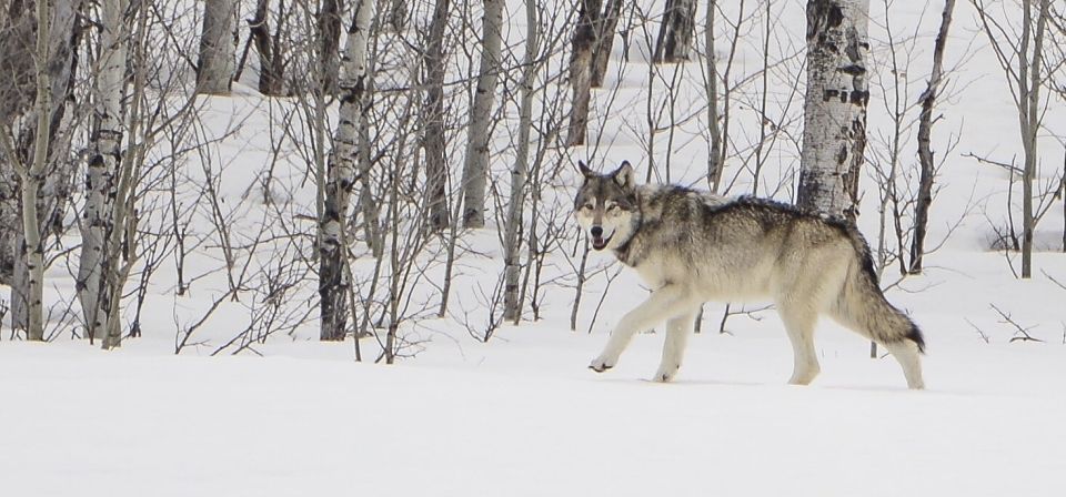 Bozeman: Yellowstone Wolves and Winter 4Day/3Night Adventure - Frequently Asked Questions