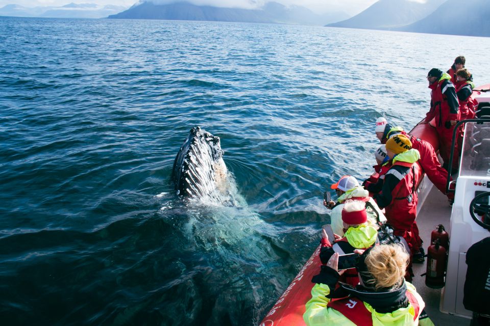 Dalvík: Whale Watching Speedboat Tour - Frequently Asked Questions