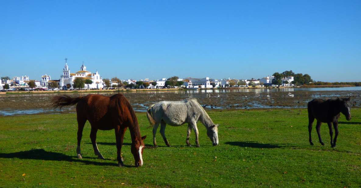 Doñana National Park Off-Road Tour From Seville - Recap