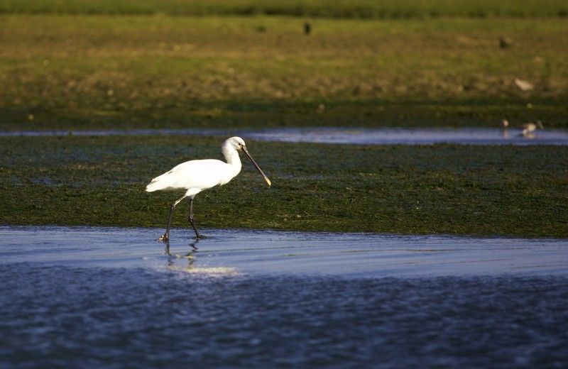 Faro Bike Tour Through the Beautiful Ria Formosa - Frequently Asked Questions