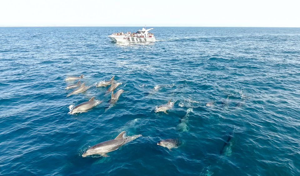 From Albufeira: Dolphins and Caves 2.5-Hour Boat Trip - Frequently Asked Questions