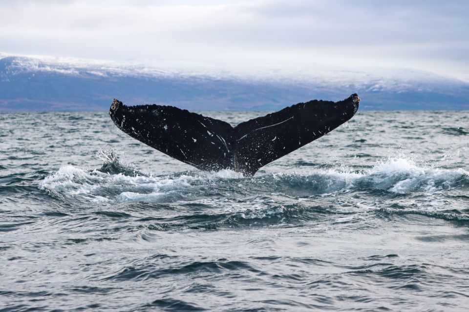 From Dalvik: Arctic Whale Watching in Northern Iceland - Frequently Asked Questions