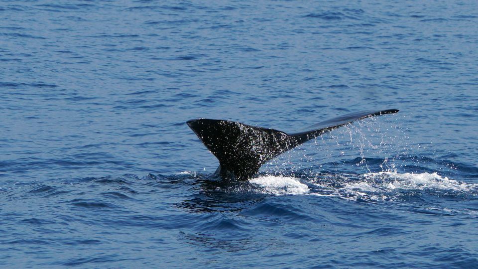 From Funchal: Ecological Catamaran Dolphin Whale Watching - Frequently Asked Questions