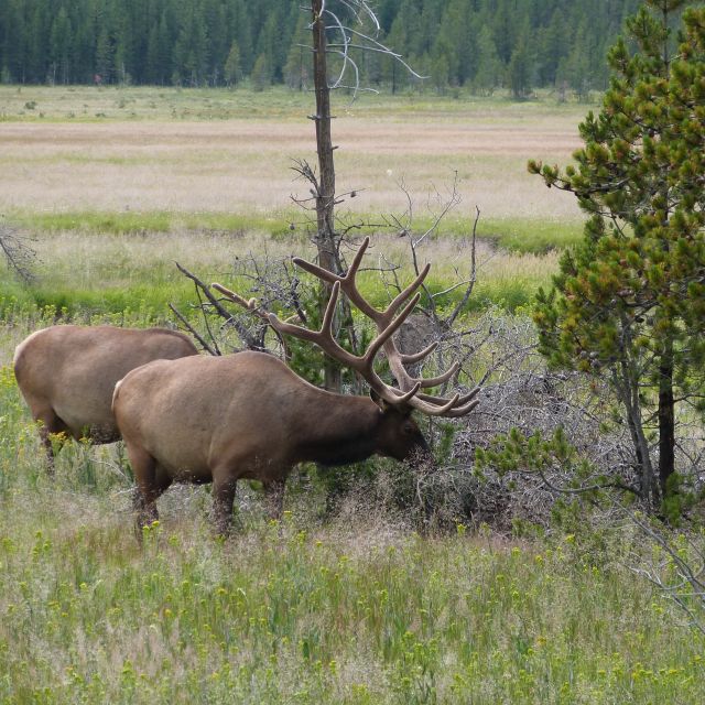 From Jackson: Half-Day Grand Teton National Park Tour - Frequently Asked Questions