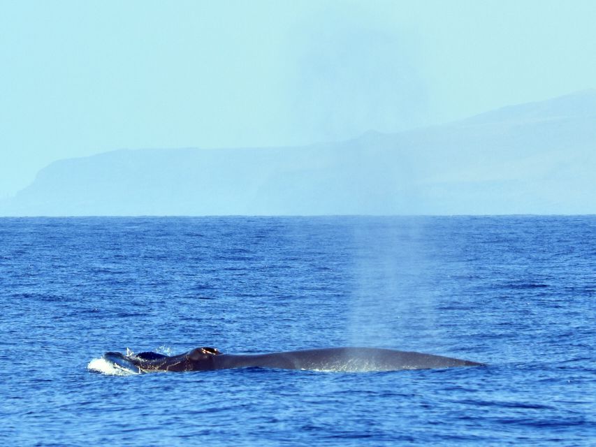 From Los Gigantes: Whale Watching Sailboat Cruise - Recap