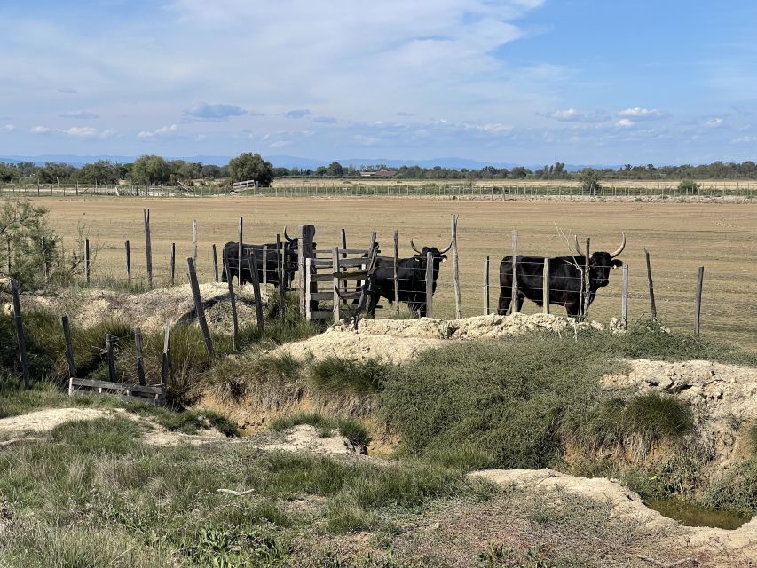 From Montpellier: Camargue and Salt Marshes Guided Tour - Frequently Asked Questions