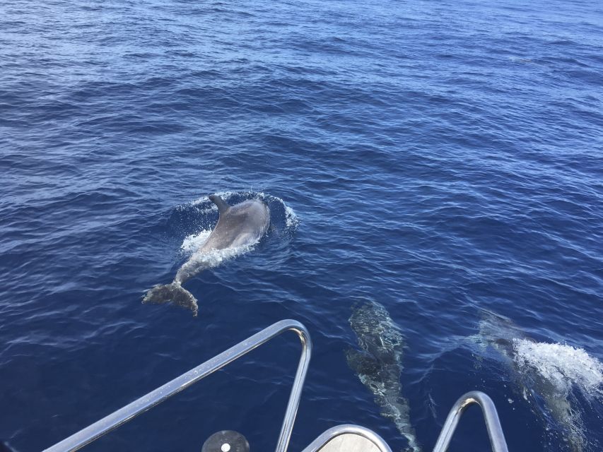 From Port Alcudia: Day Sailing Trip to Cape Formentor - Recap