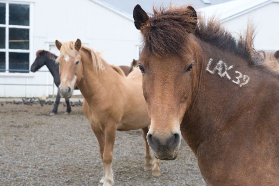 From Reykjavik: Full-Day Horse Riding & Golden Circle Tour - Frequently Asked Questions