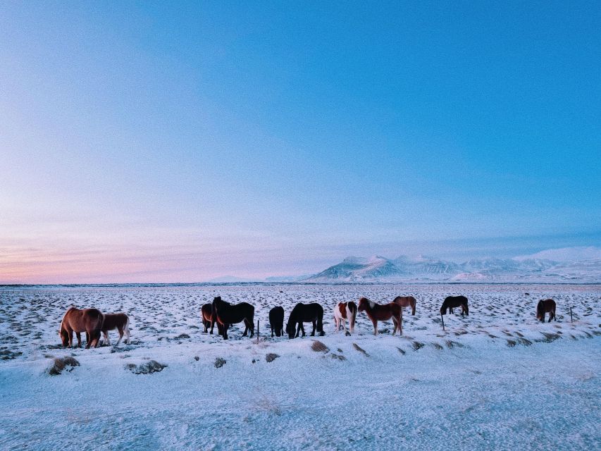 From Reykjavik: Golden Circle, Fridheimar & Lagoon Day Tour - Frequently Asked Questions