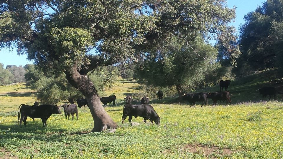 From Seville: Half-Day Bull Breeding Farm Tour - Recap