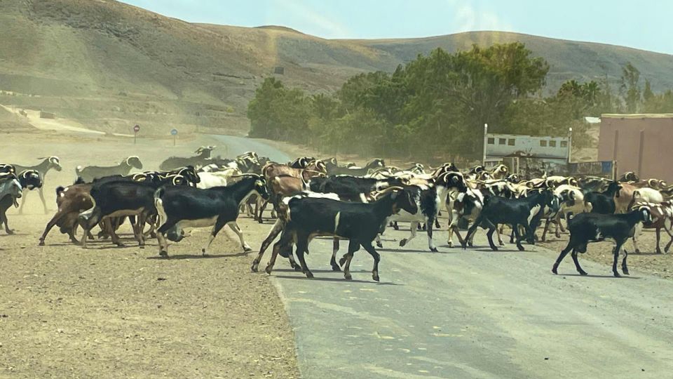 Fuerteventura: Island Highlights Guided Sightseeing Tour - Recap