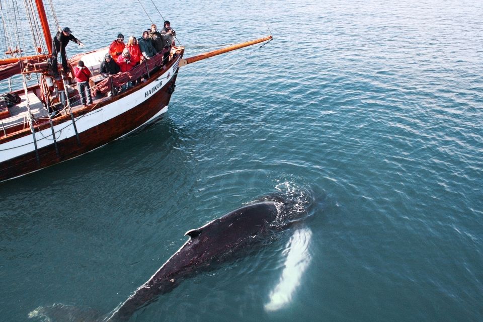 Húsavik: Whale Watching by Traditional Wooden Sailing Ship - Frequently Asked Questions