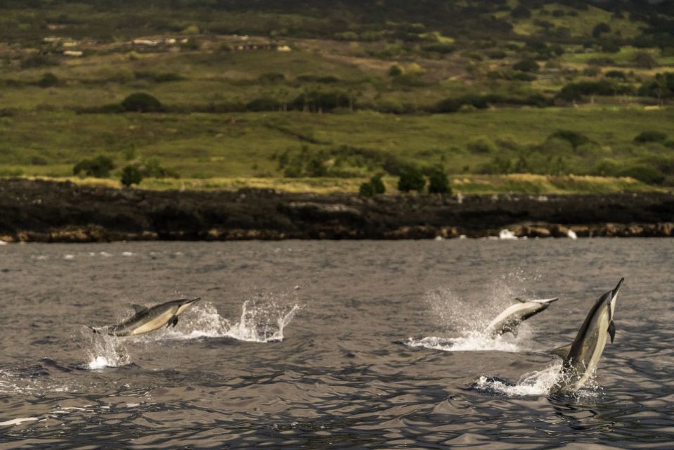 Kailua-Kona: Big Island Morning Snorkeling Tour With Lunch - Frequently Asked Questions