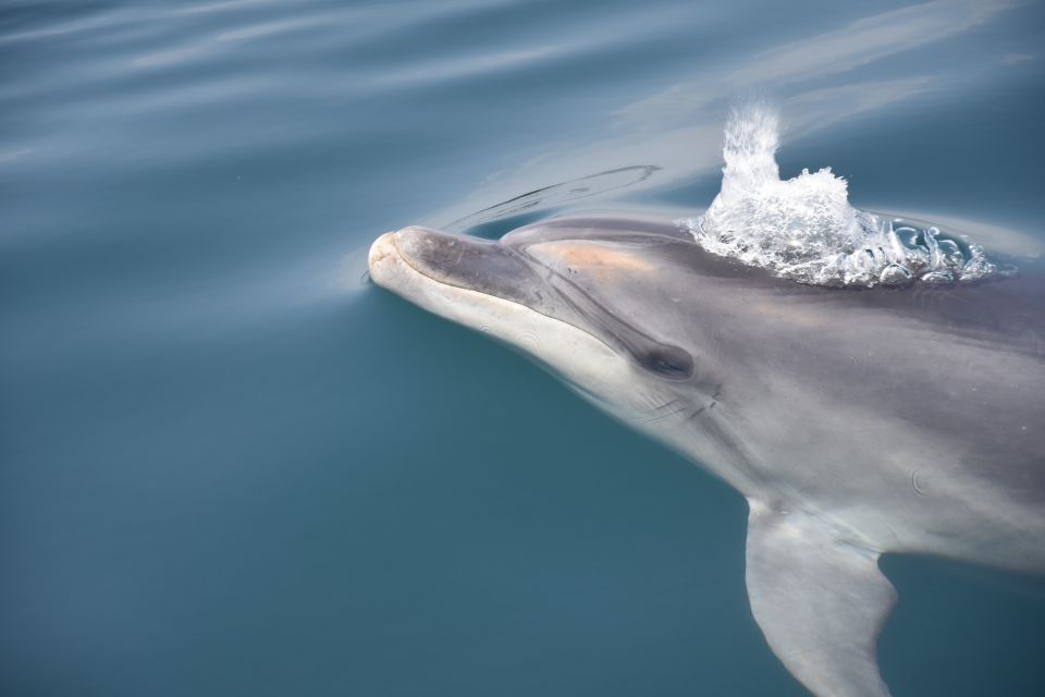 Lagos: Dolphin Watching Boat Tour With Marine Biologists - Frequently Asked Questions