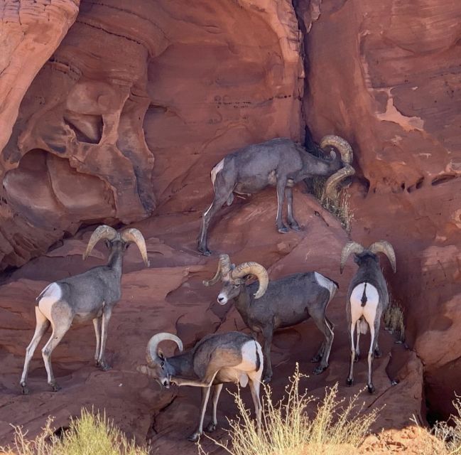 Las Vegas: Valley Of Fire State Park Tour - Frequently Asked Questions