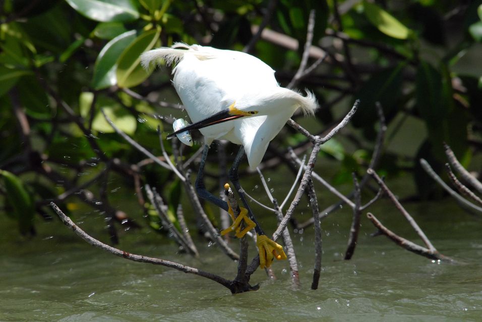 Marco Island: 1Ten Thousand Islands Dolphin & Shelling Tour - Frequently Asked Questions