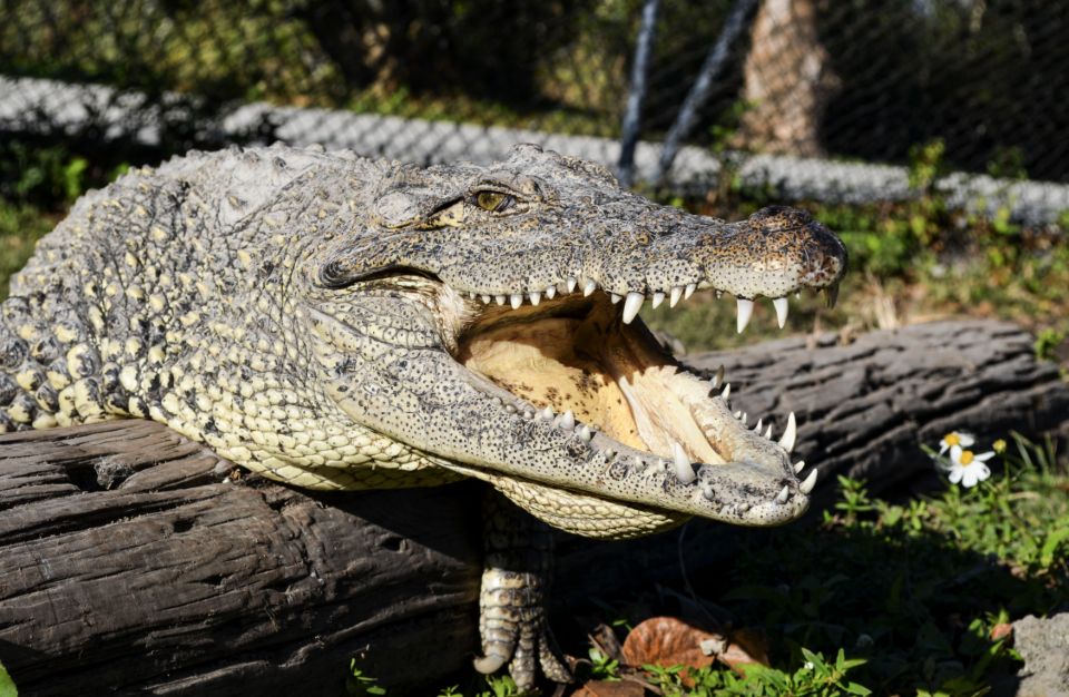 Miami: Small Group Tour W/Everglades, Little Havana & Cruise - Frequently Asked Questions