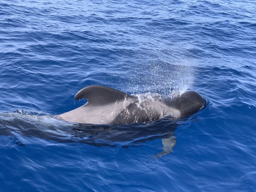 Puerto Colon: Whale & Dolphin Sailing Excursion - Recap