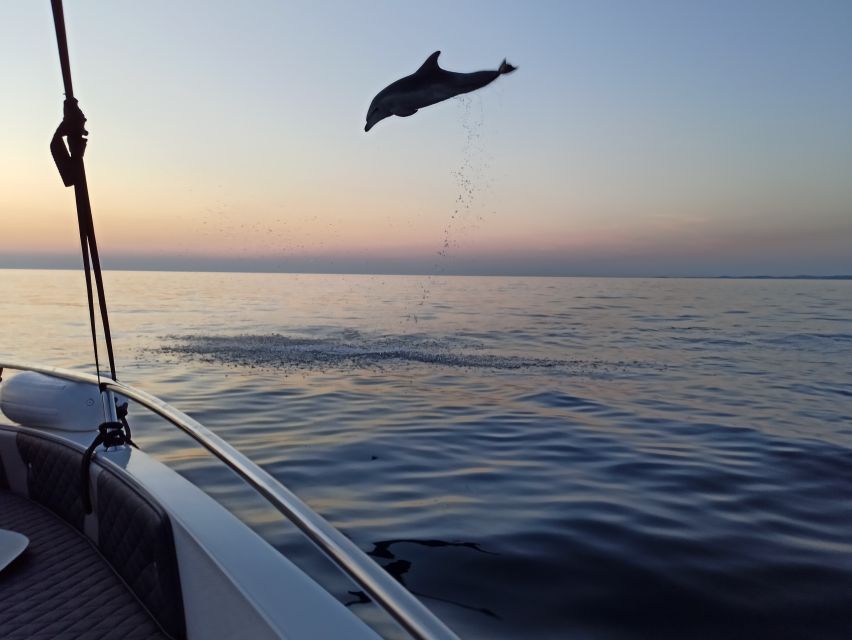 Rovinj: Sunrise Dolphin-Watching Speedboat Tour - Frequently Asked Questions