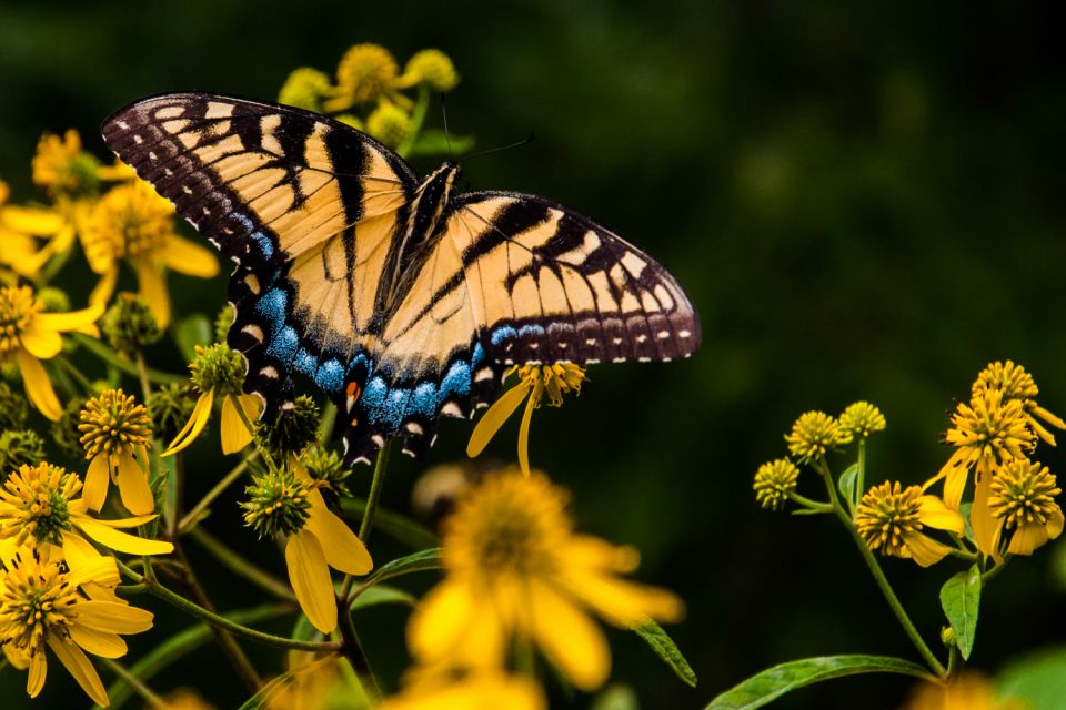 Shenandoah National Park: Self-Driving Audio Guide - Frequently Asked Questions