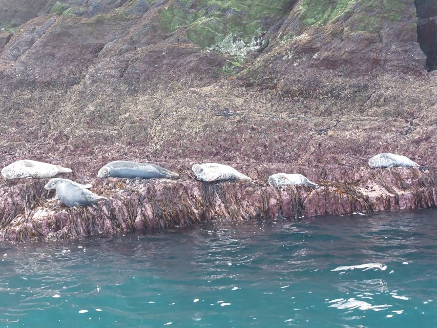 Skellig Michael: The Ultimate Skellig Coast Tour - Frequently Asked Questions