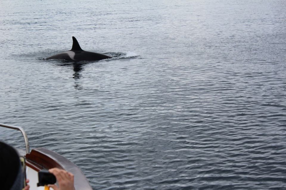 Svolvær: Lofoten Islands Fishing Day Trip & Cruise W/ Lunch - Frequently Asked Questions