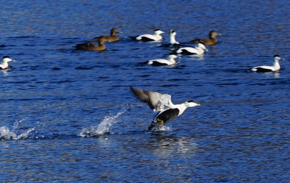 Tromsø: Fjord Cruise by Luxury Yacht - Frequently Asked Questions